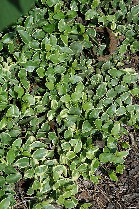Vinca Major 'variegata' - View 3 from www redcrocus com