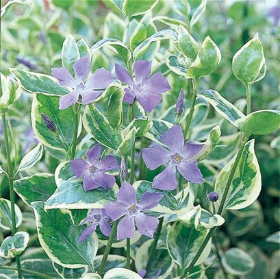 Vinca Major 'variegata' - View 5 from www redcrocus com