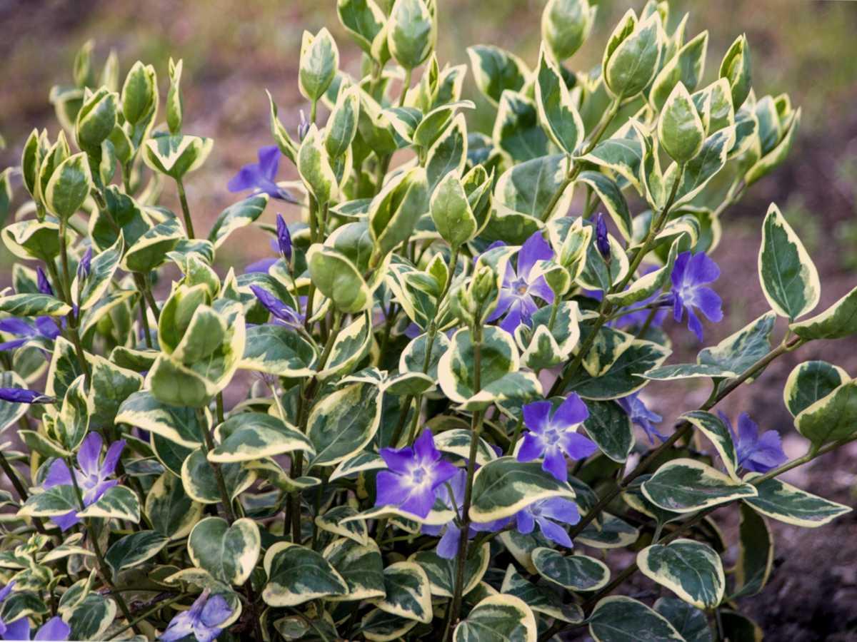 Vinca Major 'variegata' - View 6 from www redcrocus com