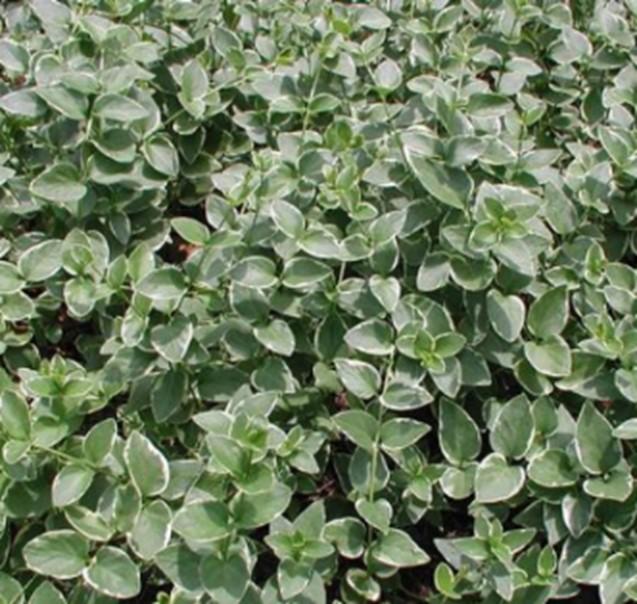 Vinca Major 'variegata' - View 7 from www redcrocus com