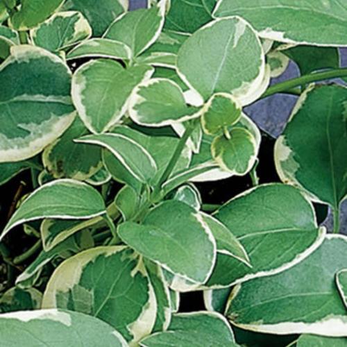 Vinca Major 'variegata' - View 8 from www redcrocus com