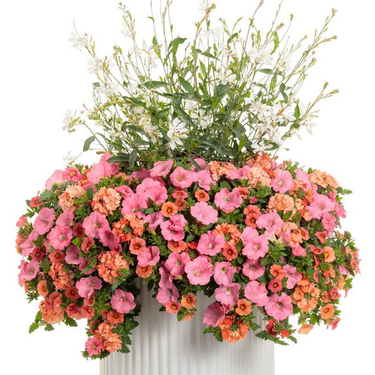 Calibrachoa 'ombre Sunrise' - View 22 from www redcrocus com