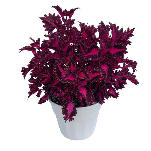 Pink Ribbons Coleus - Variegated Foliage Plant for Shade 4.5