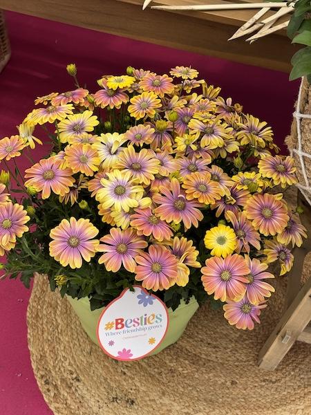 Osteospermum 'besties Dynamic Bicolor' - View 17 from www redcrocus com