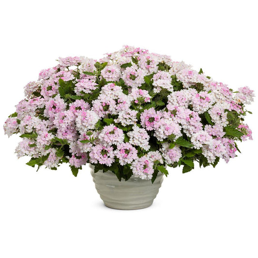 Verbena 'vanessa Compact Lime' - View 15 from www redcrocus com