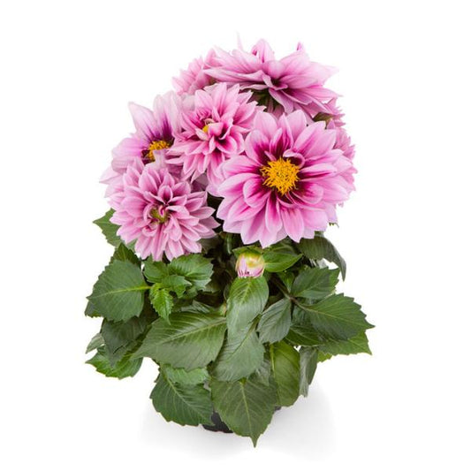 Dahlia 'labella Medio Fun Raspberry' - View 1 from www redcrocus com