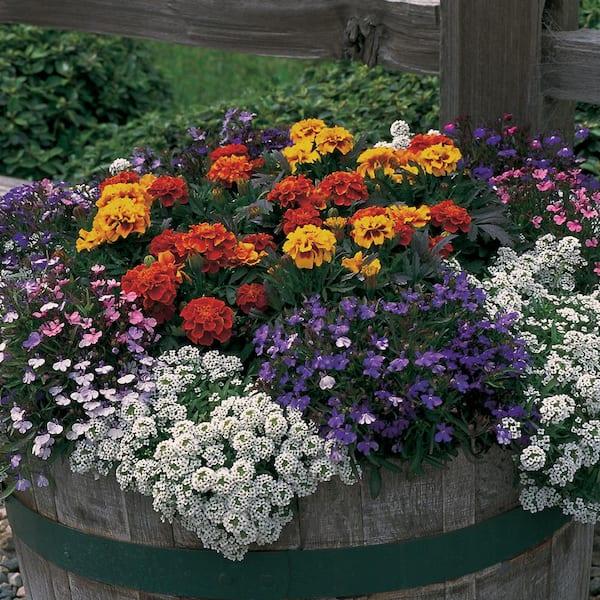 Annual, Assorted - View 3 from www redcrocus com