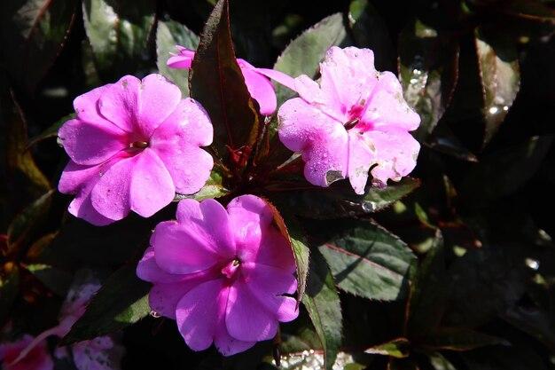 New Guinea Impatiens Sol Luna Lilac - View 10 from www redcrocus com