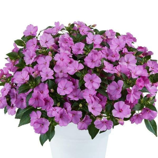 New Guinea Impatiens Sol Luna Lilac - View 1 from www redcrocus com