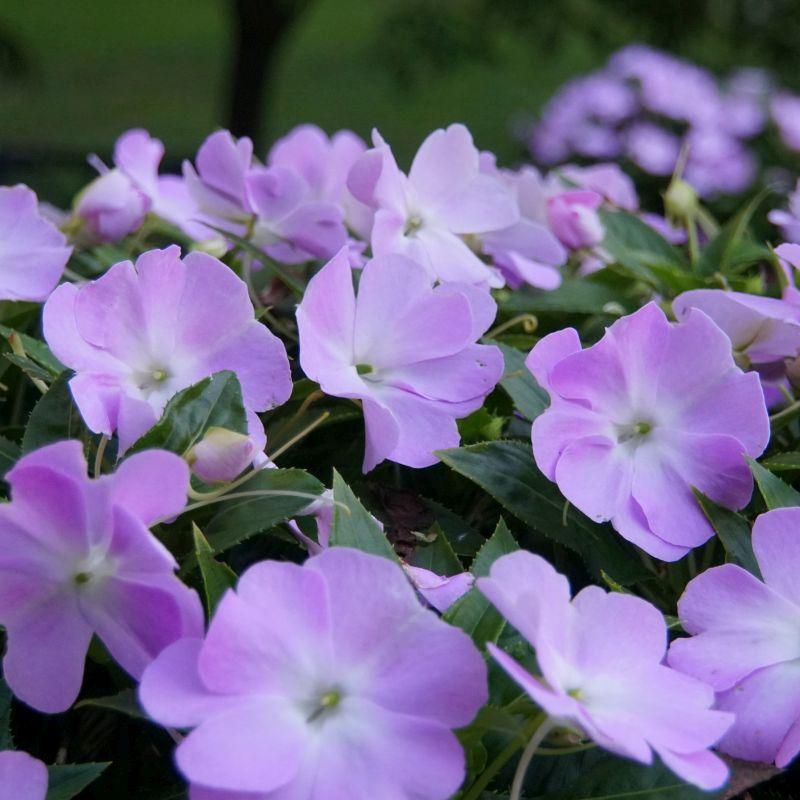 New Guinea Impatiens Sol Luna Lilac - View 4 from www redcrocus com