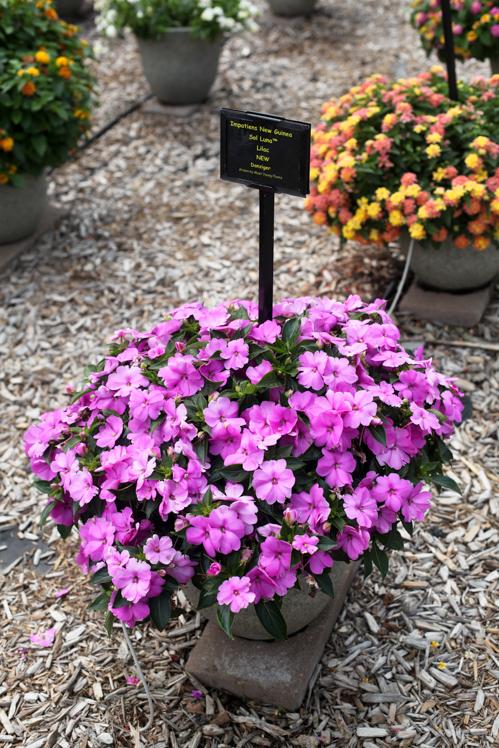 New Guinea Impatiens Sol Luna Lilac - View 5 from www redcrocus com