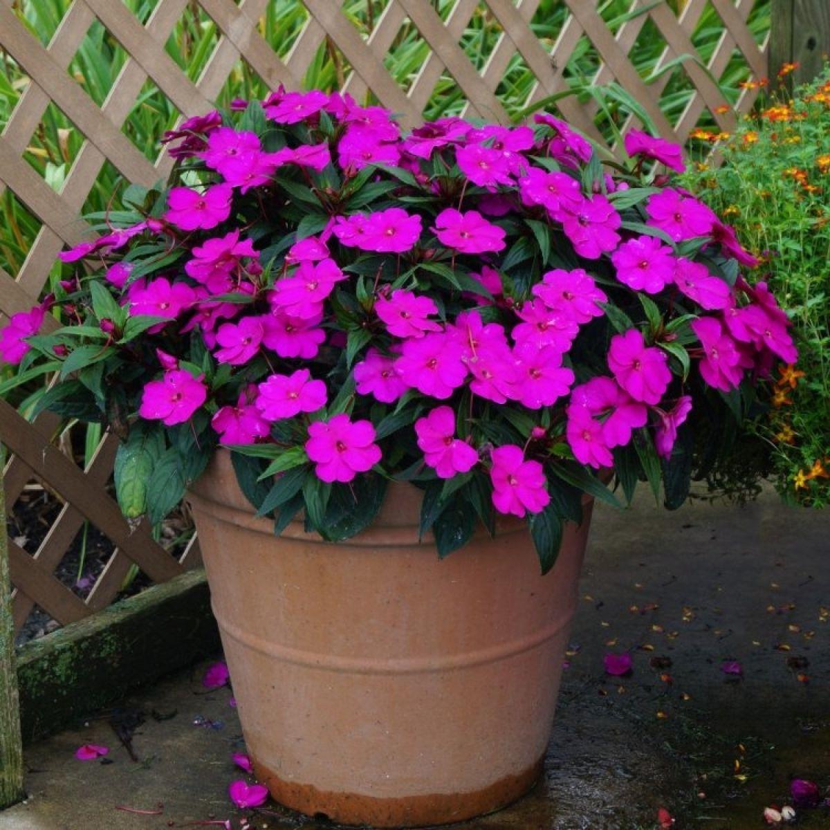 New Guinea Impatiens Sol Luna Lilac - View 6 from www redcrocus com