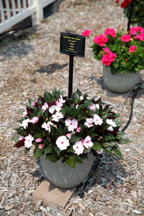 New Guinea Impatiens Sol Luna Lilac - View 9 from www redcrocus com