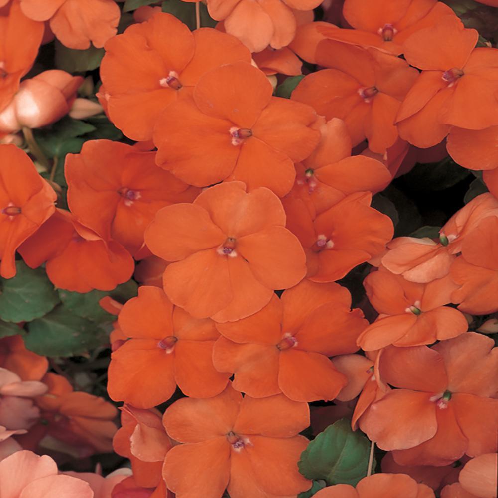 New Guinea Impatiens Sol Luna Orange - View 15 from www redcrocus com