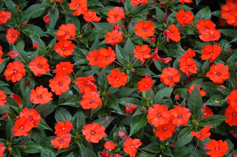 New Guinea Impatiens Sol Luna Orange - View 1 from www redcrocus com