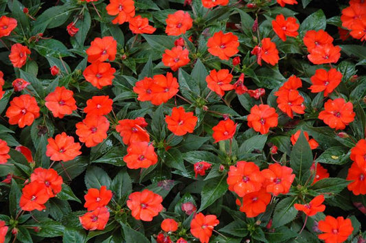 New Guinea Impatiens Sol Luna Orange - View 1 from www redcrocus com