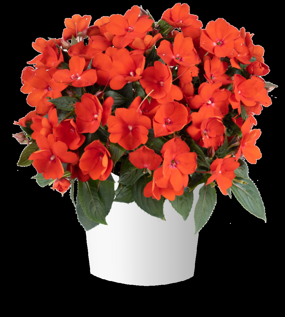 New Guinea Impatiens Sol Luna Orange - View 2 from www redcrocus com