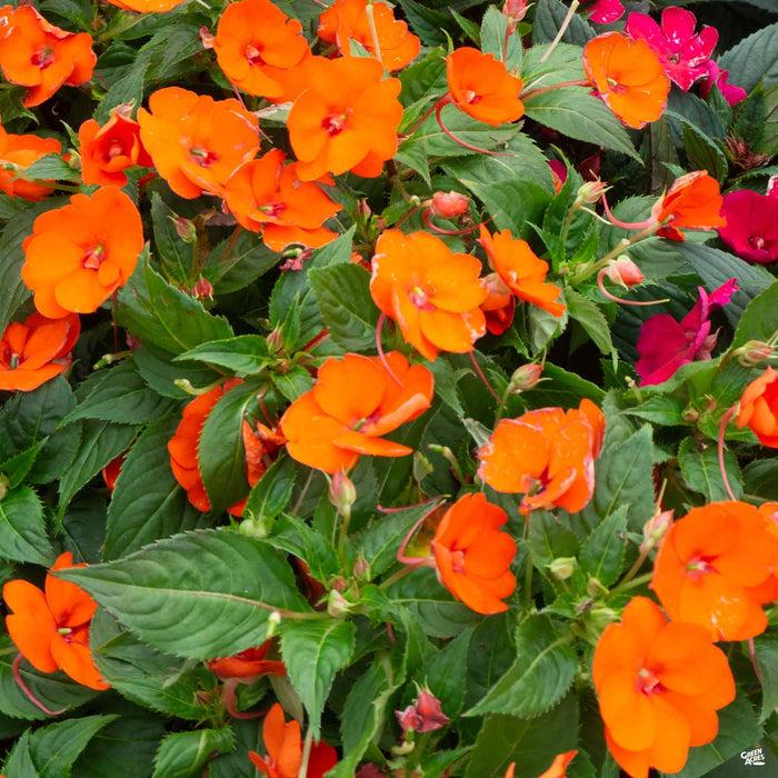 New Guinea Impatiens Sol Luna Orange - View 3 from www redcrocus com