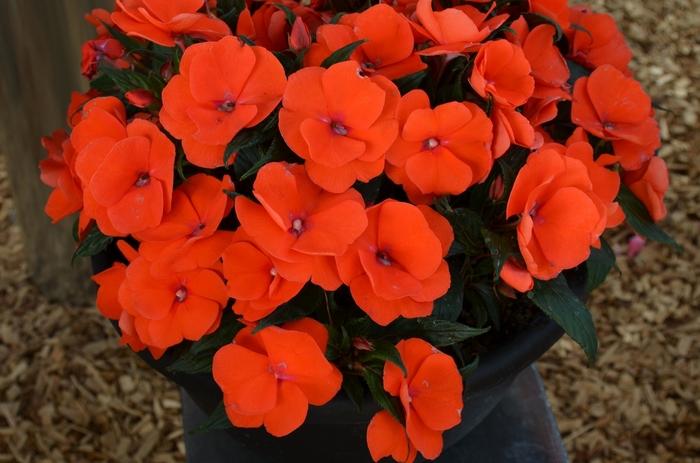 New Guinea Impatiens Sol Luna Orange - View 6 from www redcrocus com