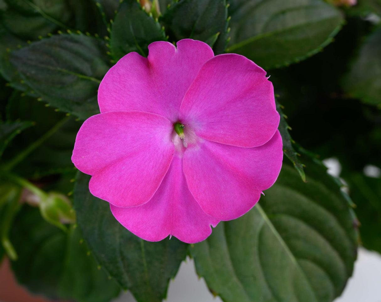 New Guinea Impatiens 'sol Luna Pink' - View 10 from www redcrocus com