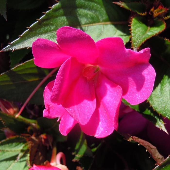 New Guinea Impatiens 'sol Luna Pink' - View 11 from www redcrocus com