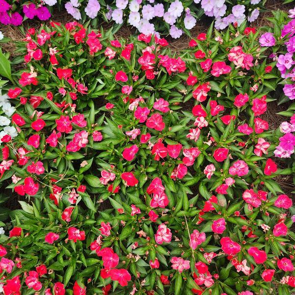 New Guinea Impatiens 'sol Luna Pink' - View 13 from www redcrocus com