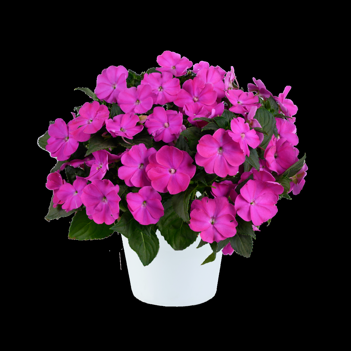 New Guinea Impatiens 'sol Luna Pink' - View 14 from www redcrocus com