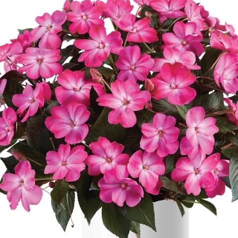 New Guinea Impatiens 'sol Luna Pink' - View 16 from www redcrocus com