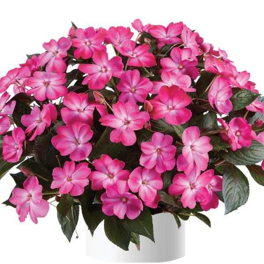 New Guinea Impatiens 'sol Luna Pink' - View 1 from www redcrocus com