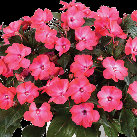 New Guinea Impatiens 'sol Luna Pink' - View 4 from www redcrocus com