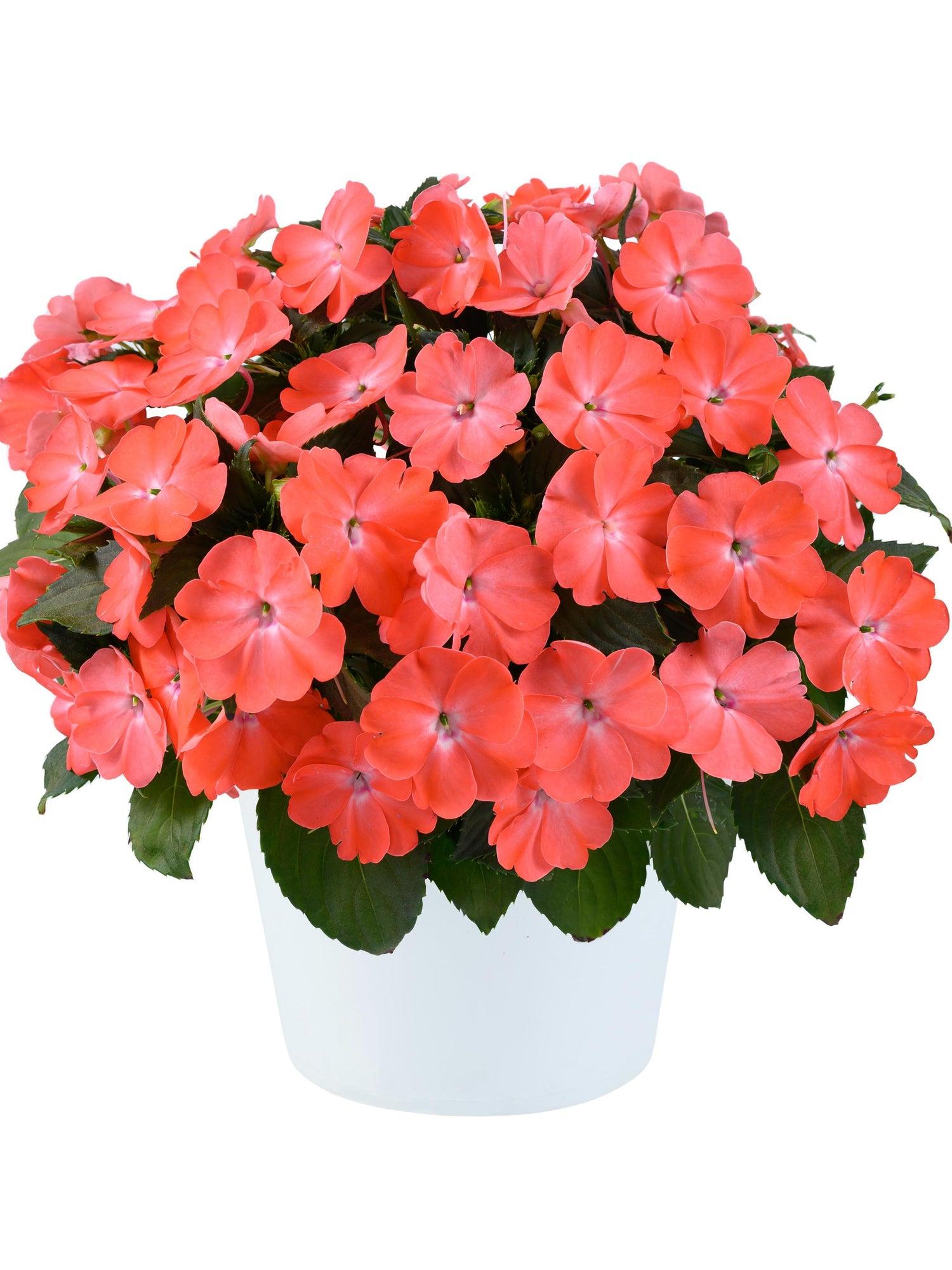 New Guinea Impatiens 'sol Luna Pink' - View 5 from www redcrocus com