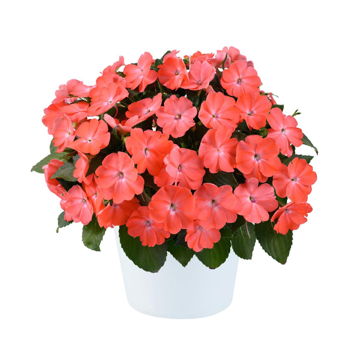 New Guinea Impatiens 'sol Luna Pink' - View 6 from www redcrocus com