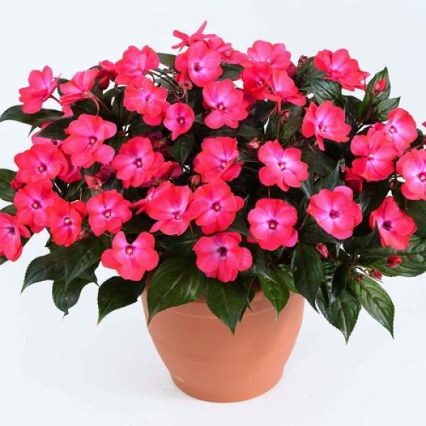 New Guinea Impatiens 'sol Luna Pink' - View 8 from www redcrocus com