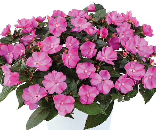 New Guinea Impatiens Sol Luna Prime Light Salmon - View 16 from www redcrocus com