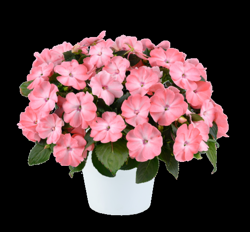 New Guinea Impatiens Sol Luna Prime Light Salmon - View 1 from www redcrocus com