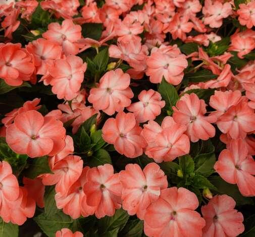 New Guinea Impatiens Sol Luna Prime Light Salmon - View 2 from www redcrocus com