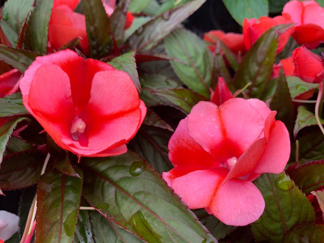 New Guinea Impatiens Sol Luna Prime Light Salmon - View 5 from www redcrocus com