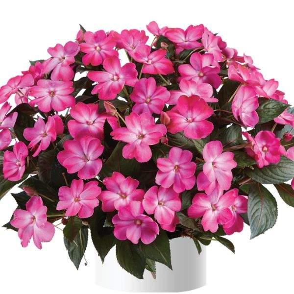 New Guinea Impatiens Sol Luna Prime Light Salmon - View 6 from www redcrocus com