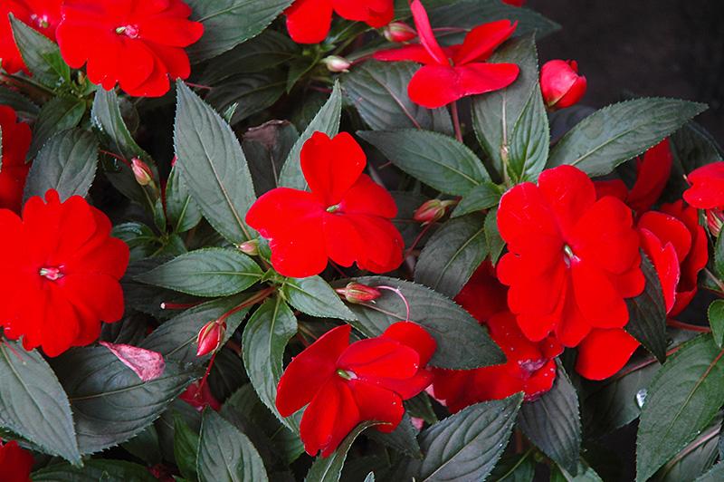 New Guinea Impatiens Sol Luna Red - View 10 from www redcrocus com