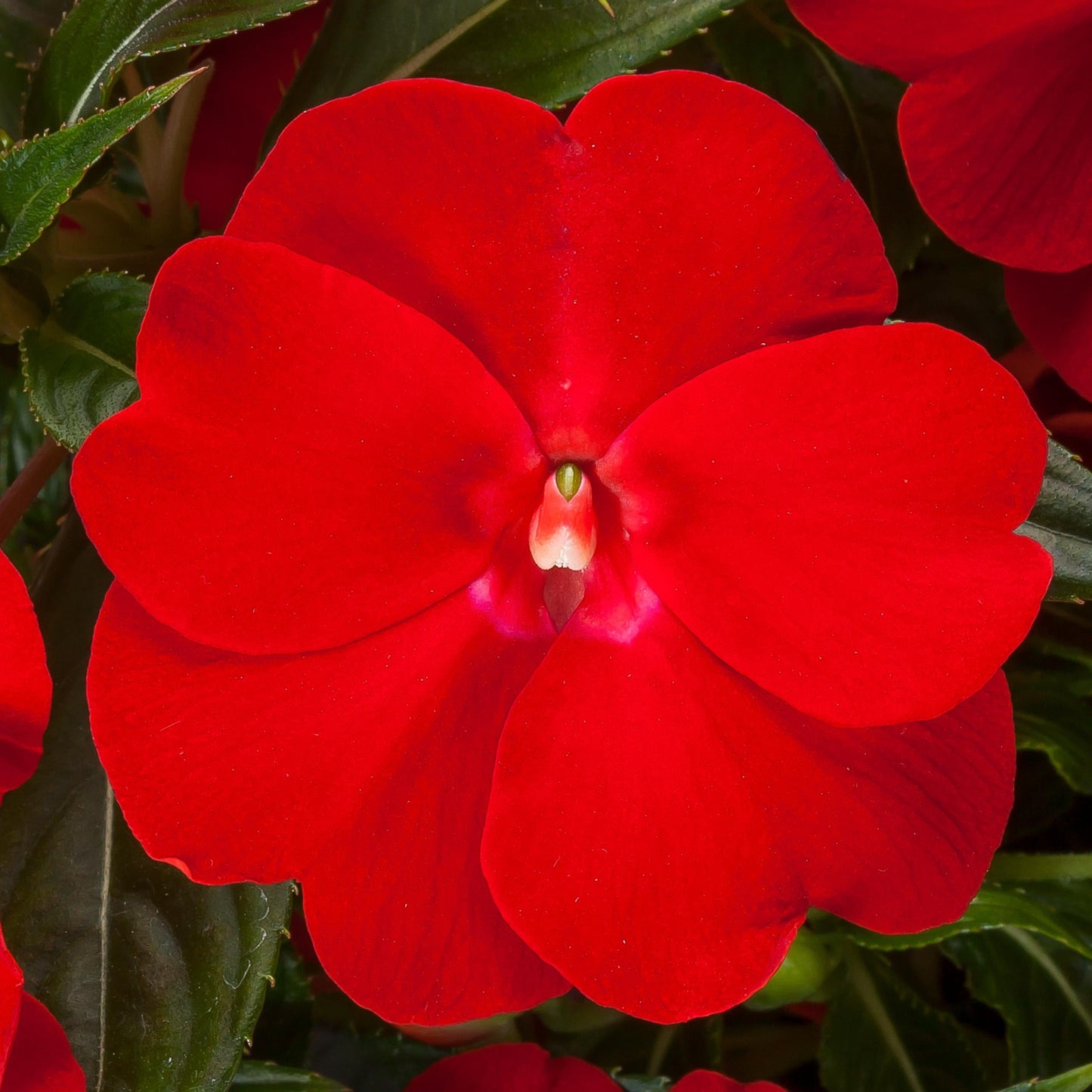 New Guinea Impatiens Sol Luna Red - View 2 from www redcrocus com