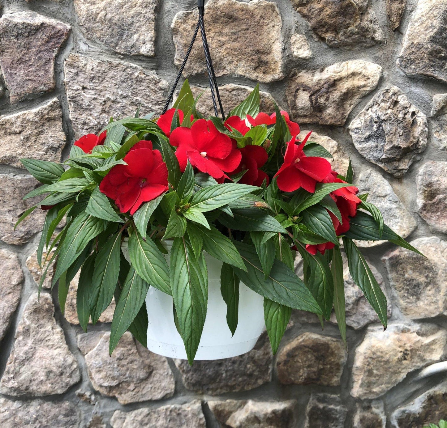 New Guinea Impatiens 'sol Luna Red' - View 3 from www redcrocus com
