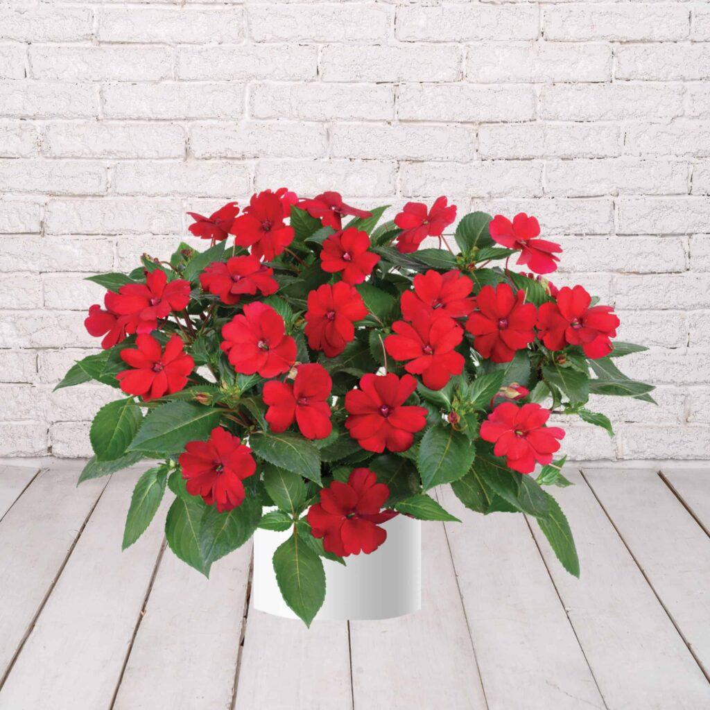 New Guinea Impatiens 'sol Luna Red' - View 4 from www redcrocus com