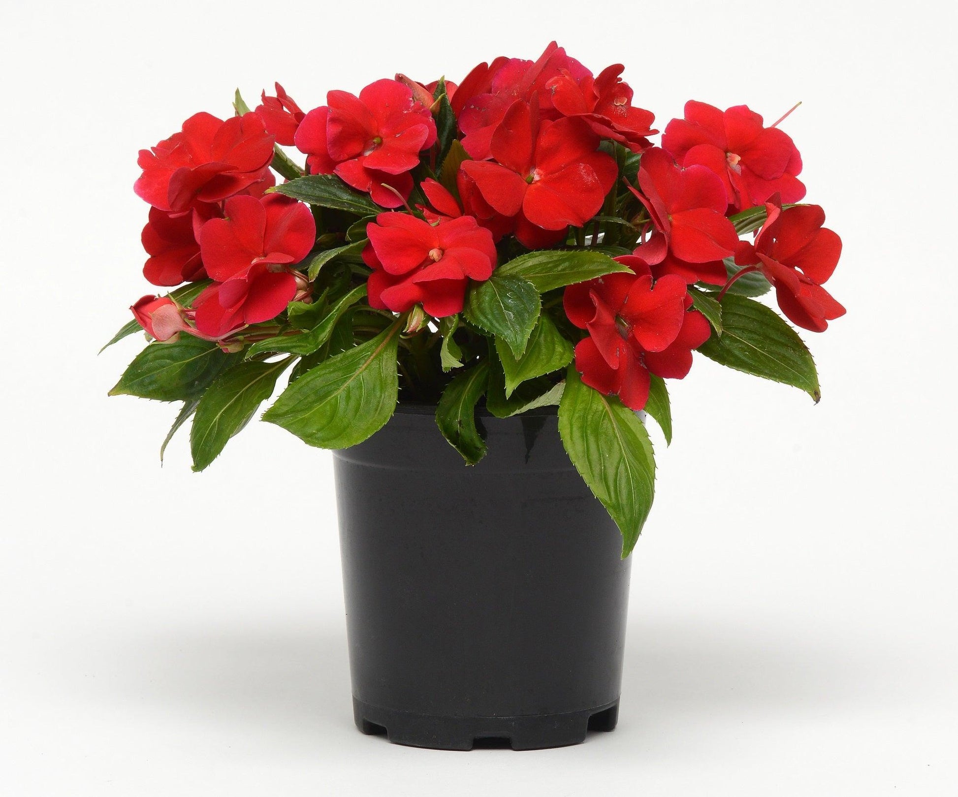 New Guinea Impatiens 'sol Luna Red' - View 7 from www redcrocus com