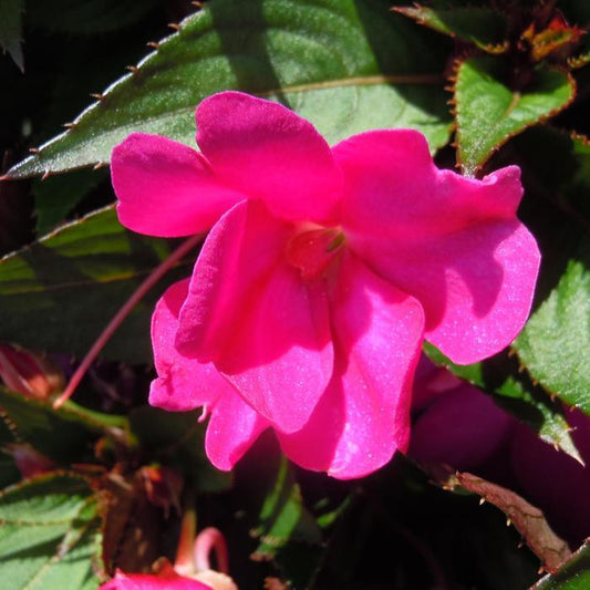 New Guinea Impatiens Sol Luna Ultra Violet - View 1 from www redcrocus com