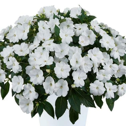 New Guinea Impatiens Sol Luna White - View 1 from www redcrocus com