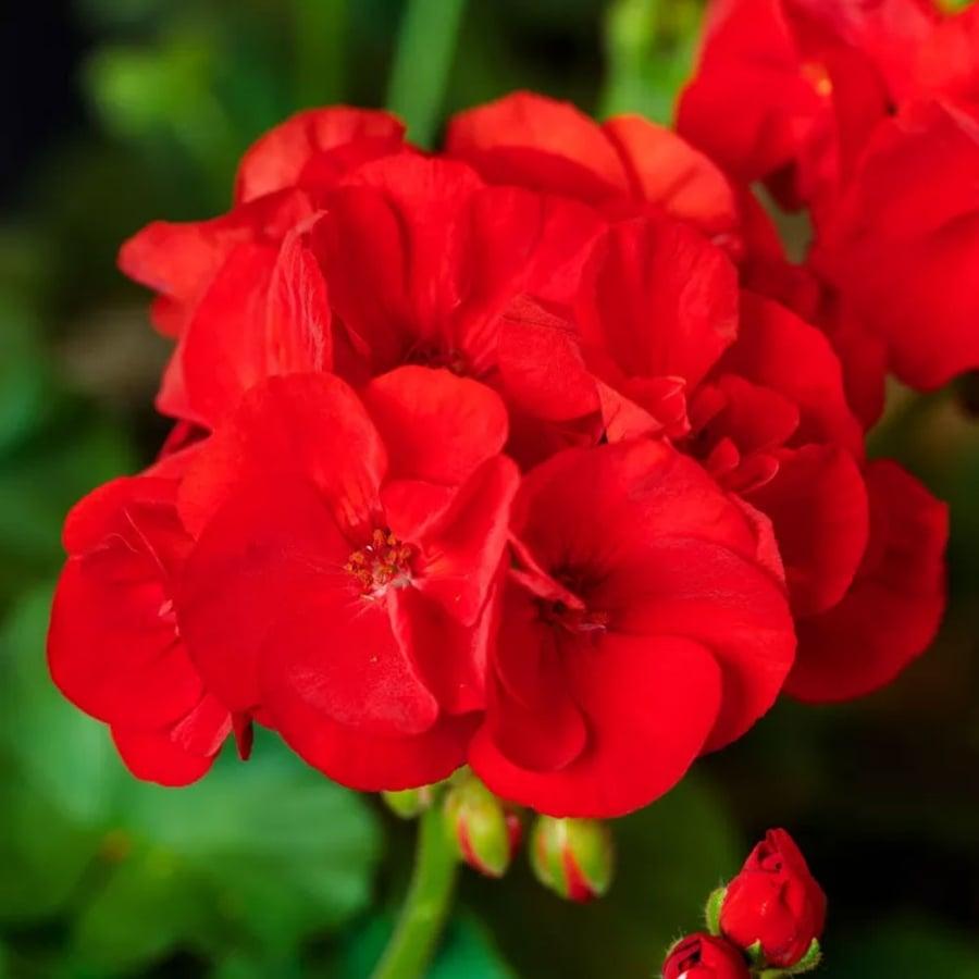Geranium Ivy Zonal 'mojo Salmon' - View 10 from www redcrocus com