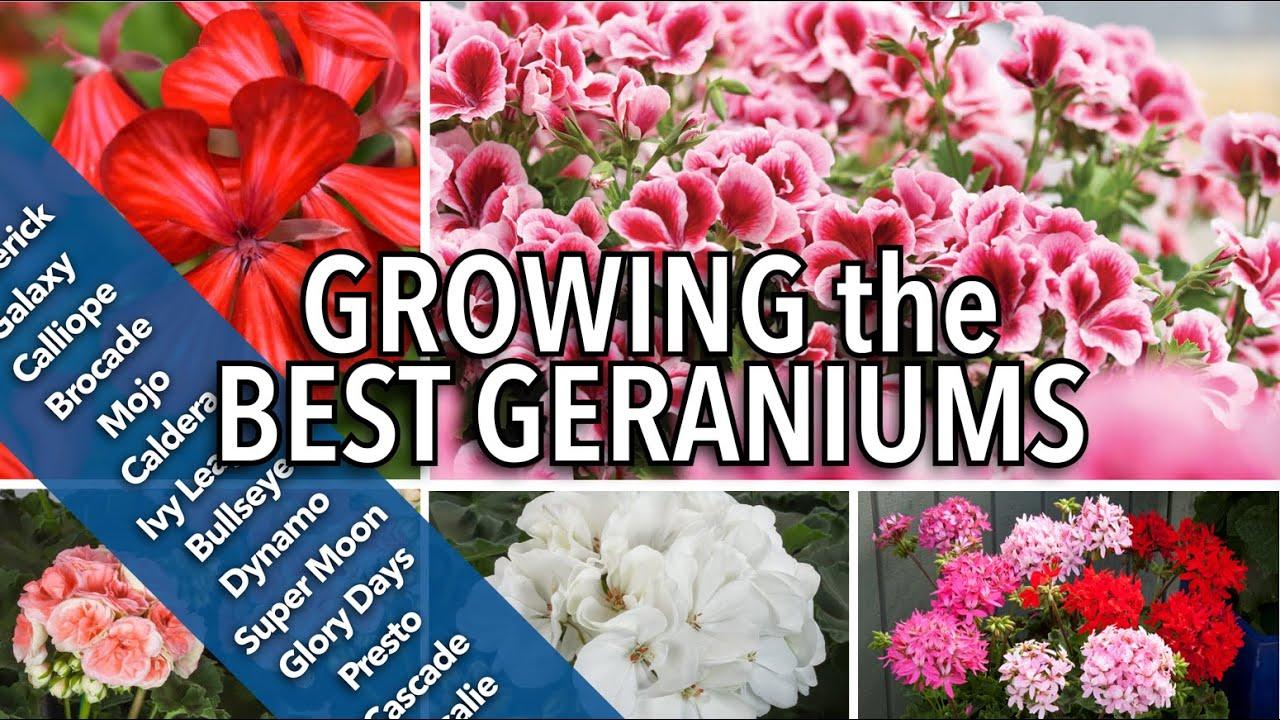 Geranium Ivy Zonal 'mojo Salmon' - View 11 from www redcrocus com