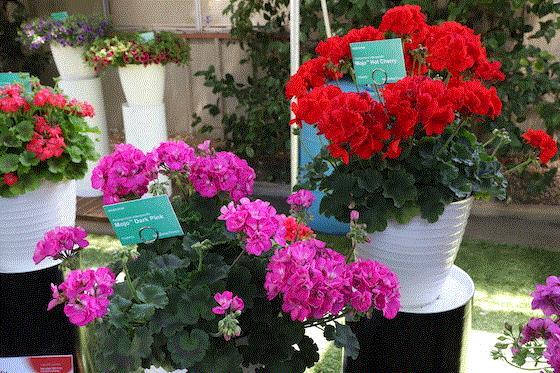 Geranium Ivy Zonal 'mojo Salmon' - View 1 from www redcrocus com
