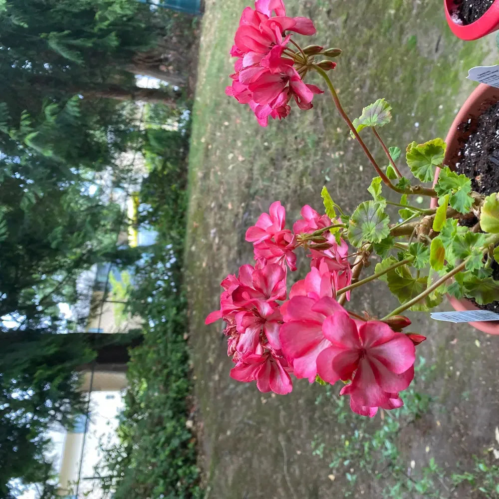Geranium Ivy Zonal 'mojo Salmon' - View 2 from www redcrocus com