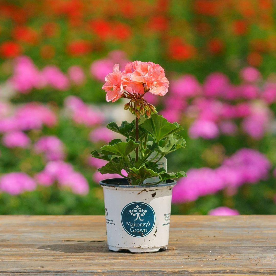 Geranium Ivy Zonal 'mojo Salmon' - View 5 from www redcrocus com